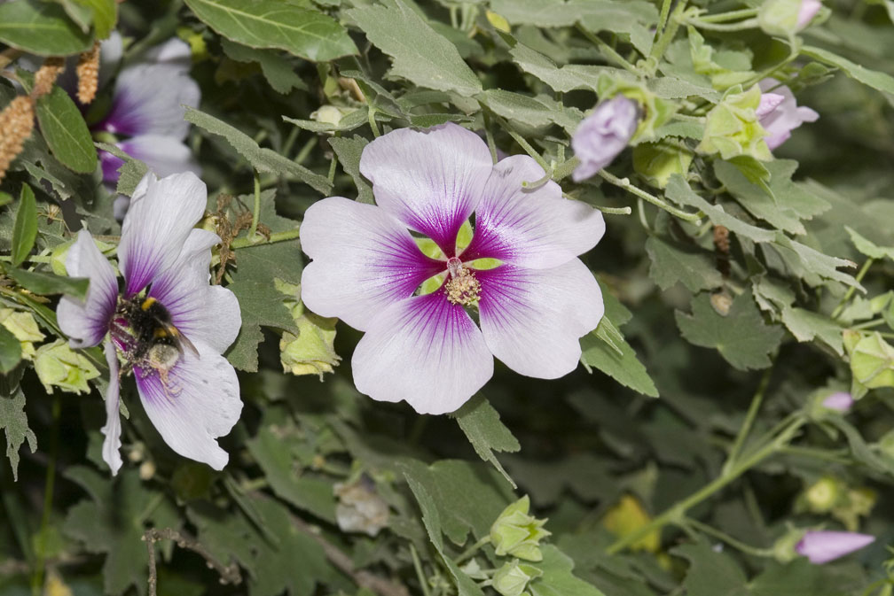 Lavatera maritima / Malvone delle rupi